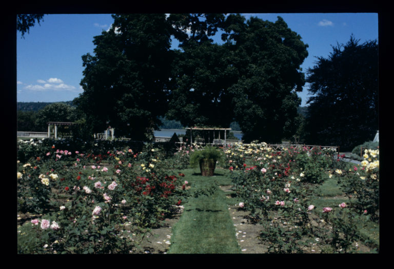 History rose garden Marco slides credit Marco Polo Stufano 195