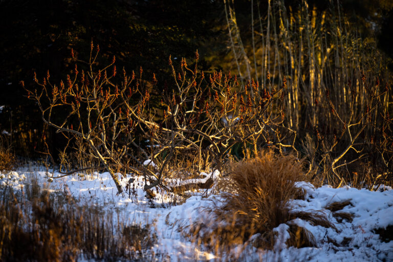 Wave hill Winter Solstice Walk credit Dave Sanders